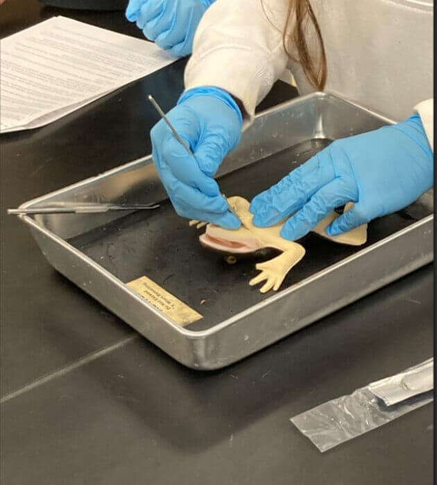 Teacher dissecting synfrog