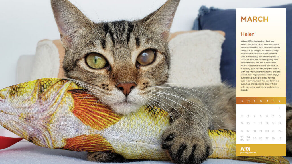 PETA Rescued Calendar 2025 - Helen the cat