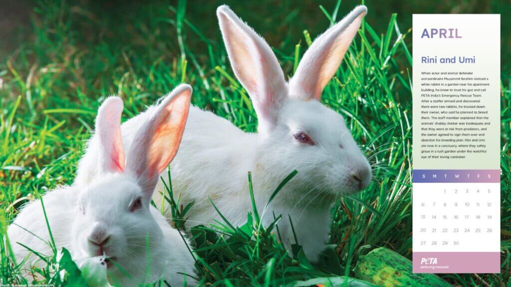 PETA Rescued Calendar 2025 - Rini and Umi the rabbit