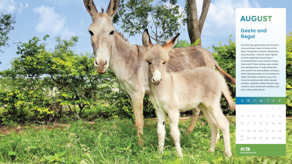 PETA Rescued Calendar 2025 - Geeta and Regal the donkeys