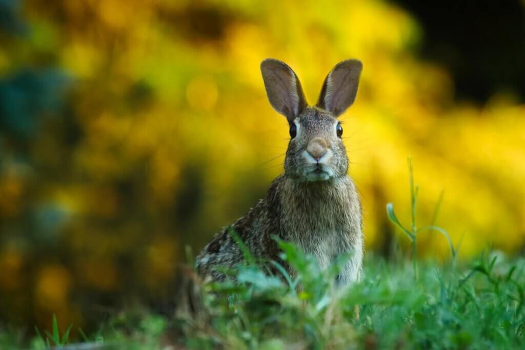 a rabbit in green grass