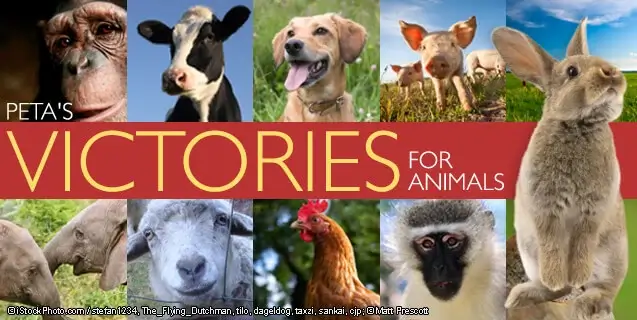 Victories for Animals, cow, dog, pig, sheep, chicken, monkey