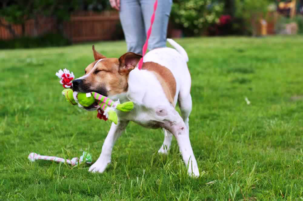 Cute rescued dog Joey plays with colorful toy