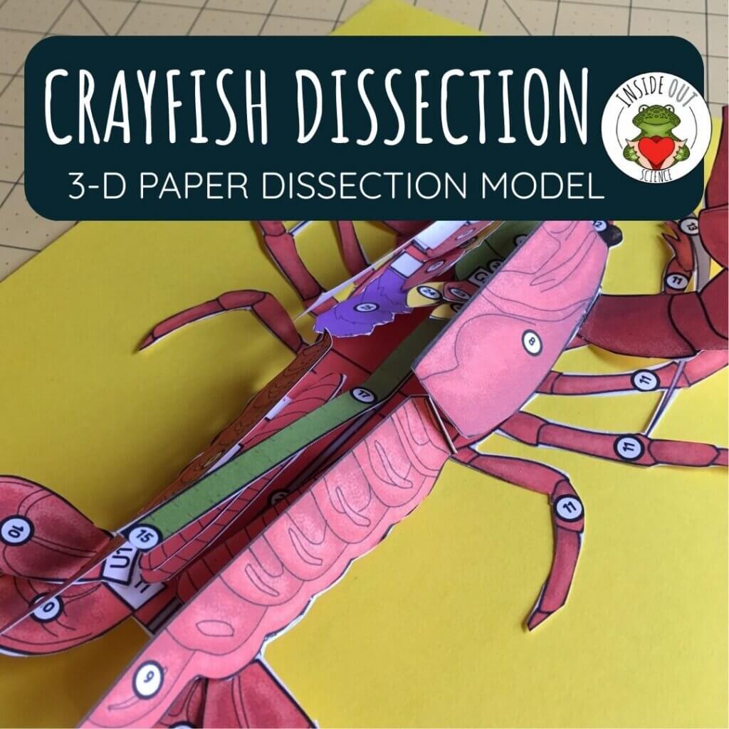 3-D paper crayfish dissection model
