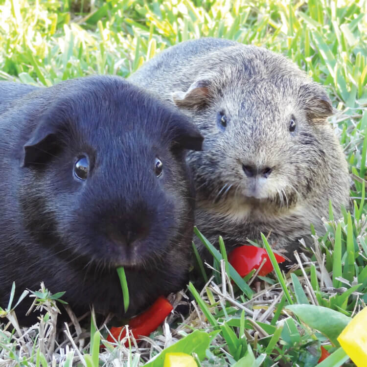 Bogart and Duke, rescued guinea pigs