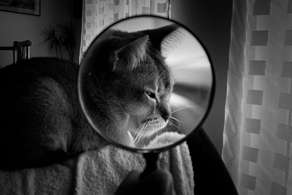 A cat's face appears enlarged through a magnifying glass