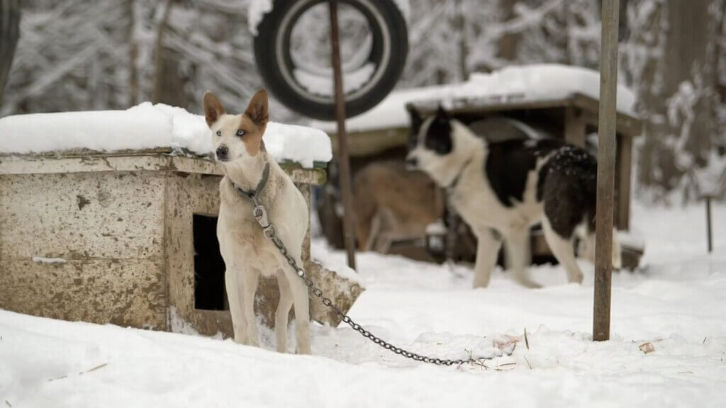 Dogs Chained to Boxes
