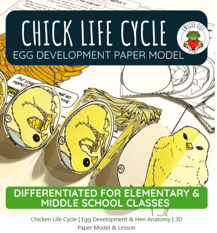 Inside Out Science Chicken Life Cycle | Egg Development & Hen Anatomy | 3D Paper Model & Lesson