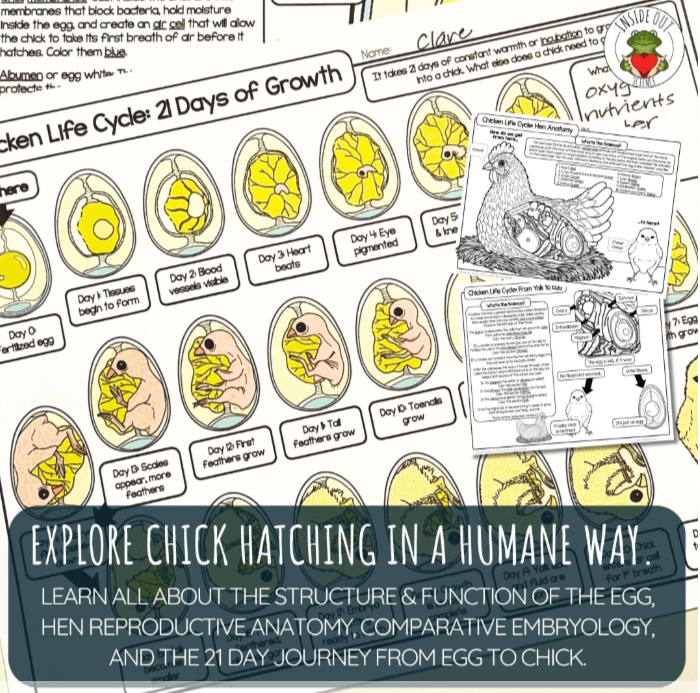 Inside Out Science Chicken Life Cycle | Egg Development & Hen Anatomy | 3D Paper Model & Lesson