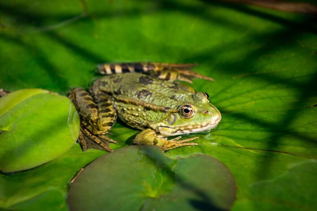 Close up of a bullfrog sitting on a water lily leaf