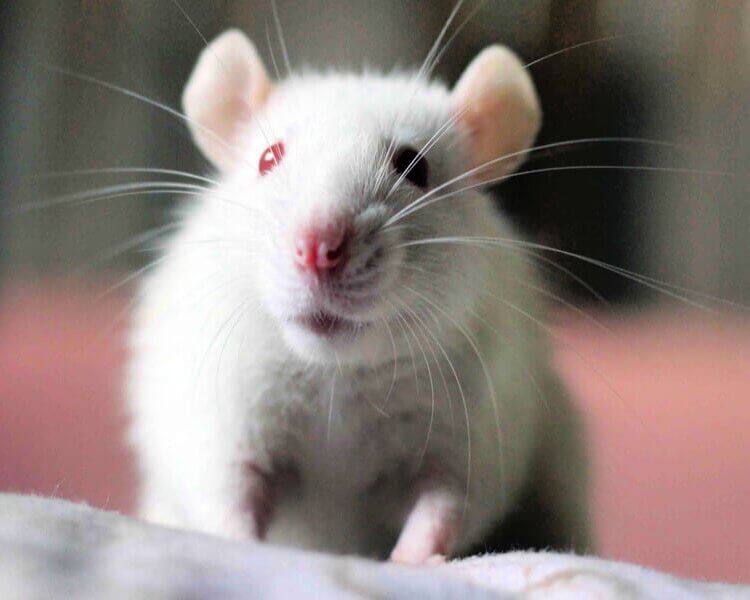 Cute white rat