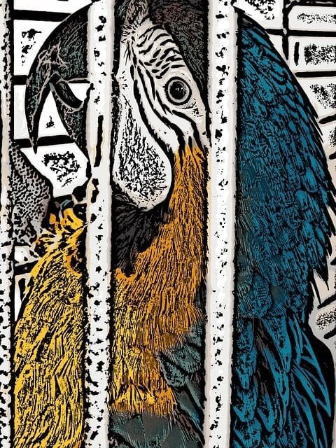 Caged parrot