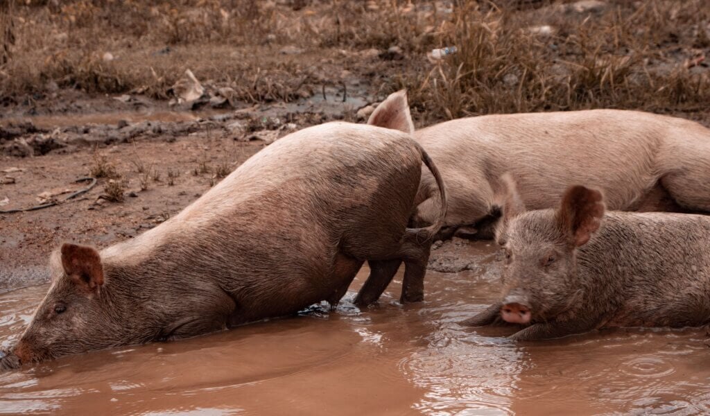 Three pigs wallow in muddy water in a rustic outdoor setting, highlighting natural behavior.