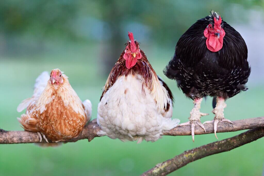 Three colorful chickens perched on a branch, showcasing their vibrant feathers as they roost.