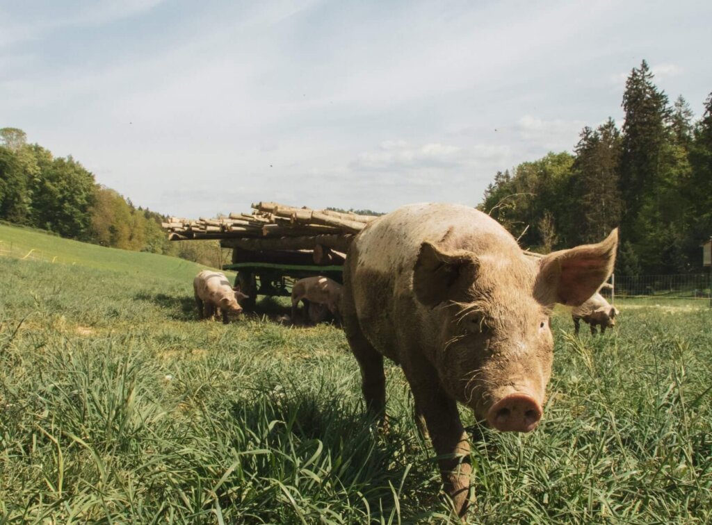 A pig wandering freely on a lush green pasture, under a clear blue sky.