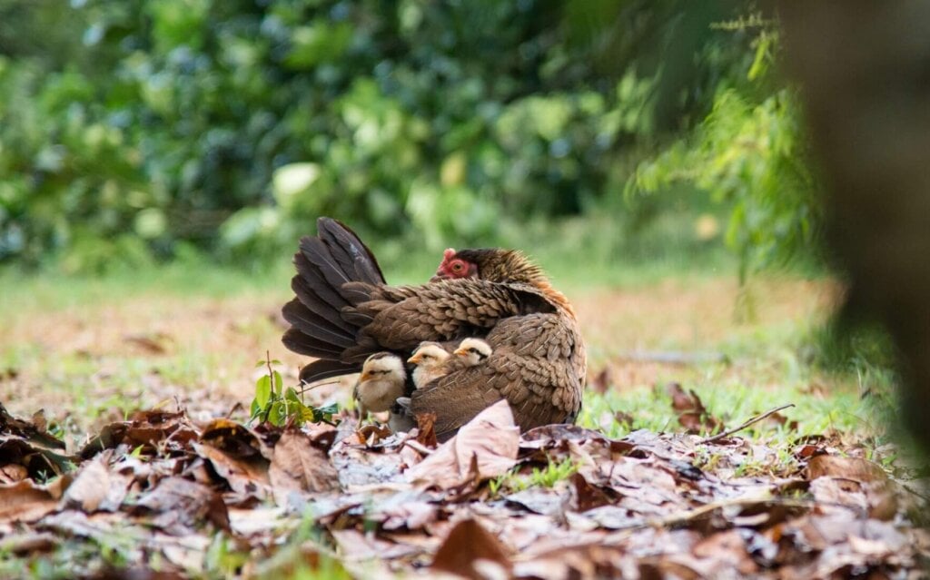 A mother hen with her chicks resting on a bed of leaves