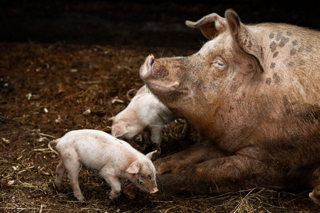 A mother pig resting with her playful piglets.