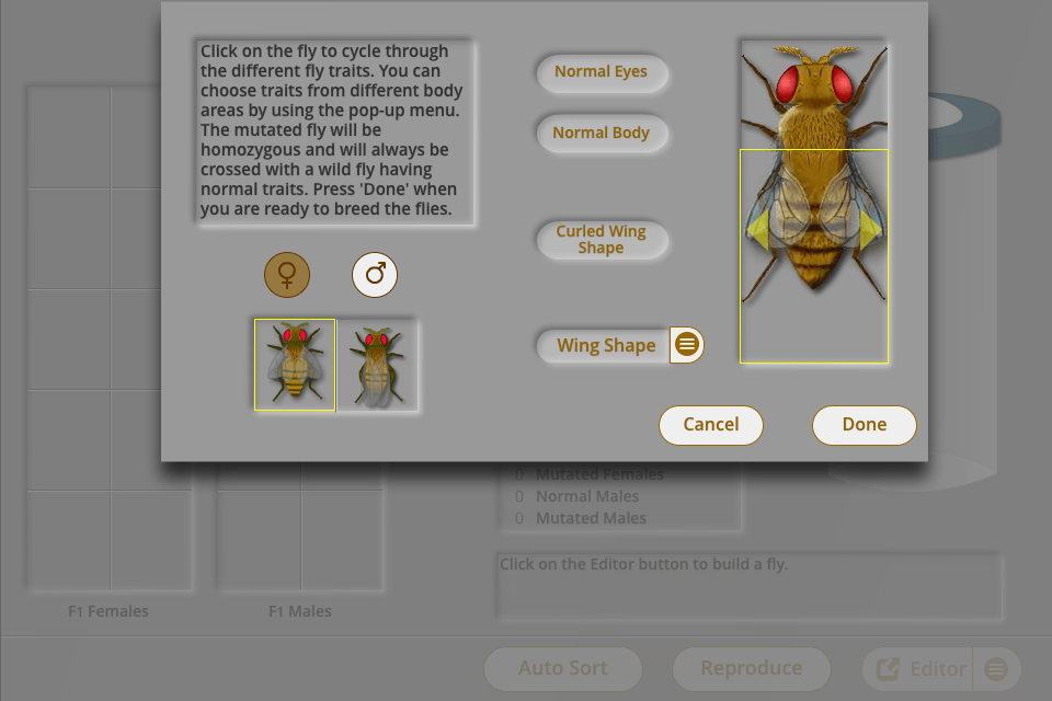 fly digital dissection