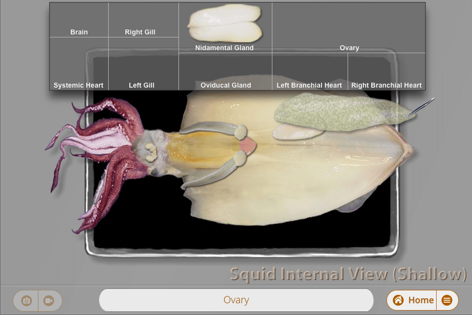 squid dissection