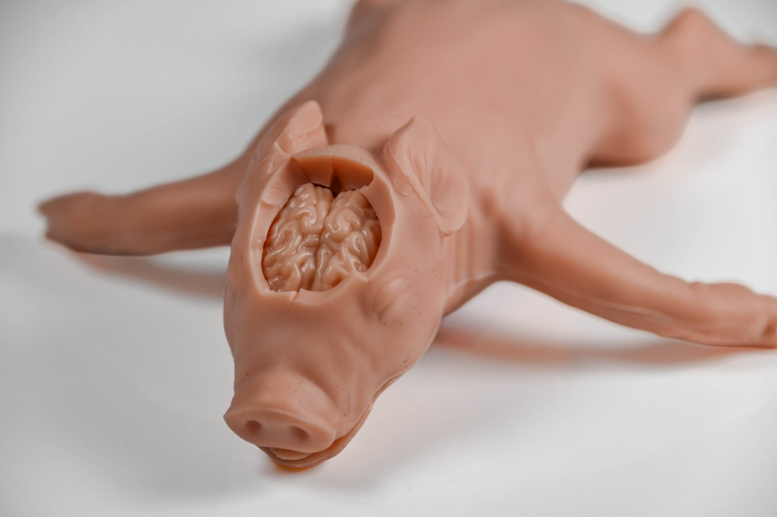 kind piglet product photo