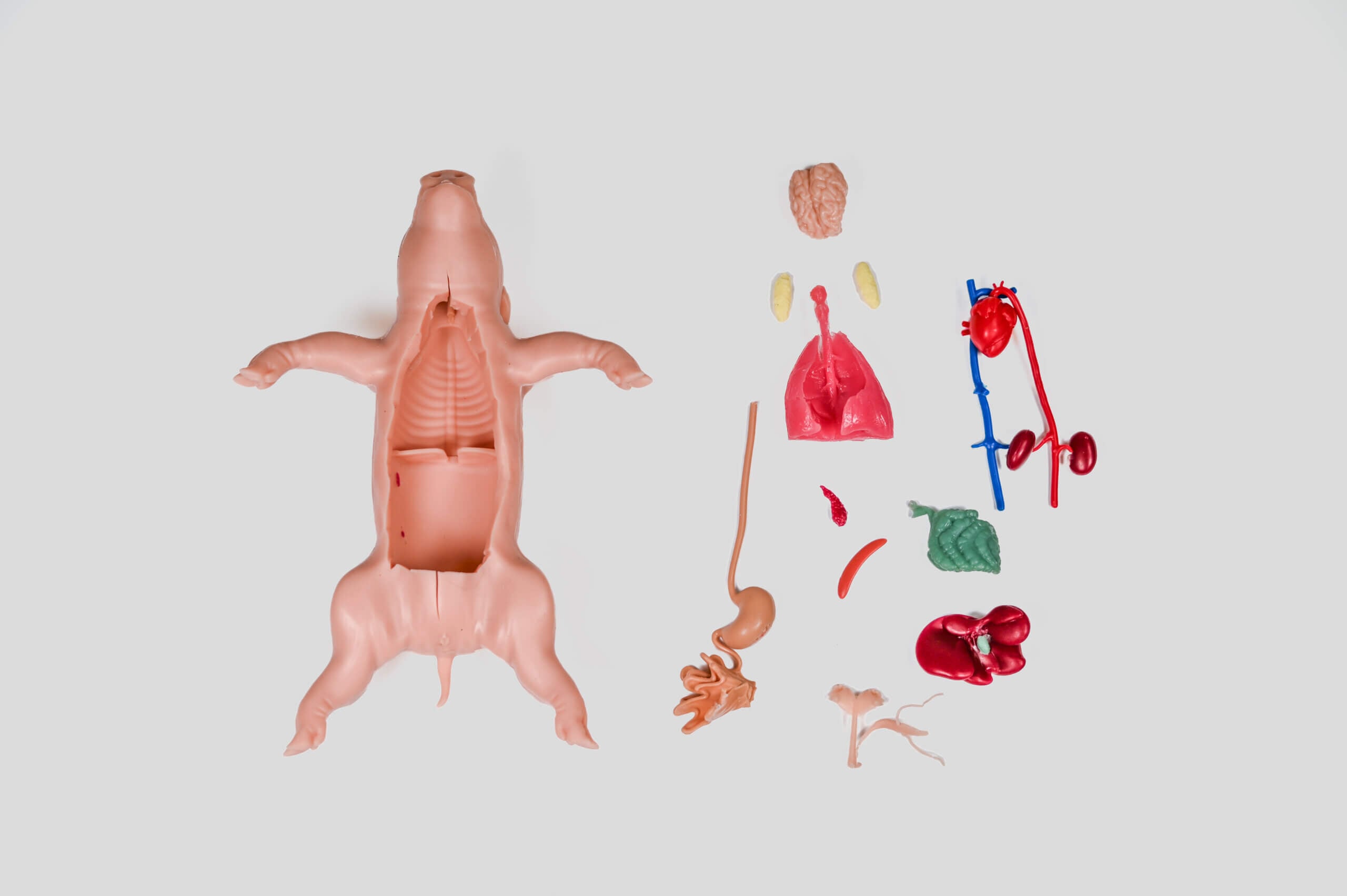 Kind Piglet product photo