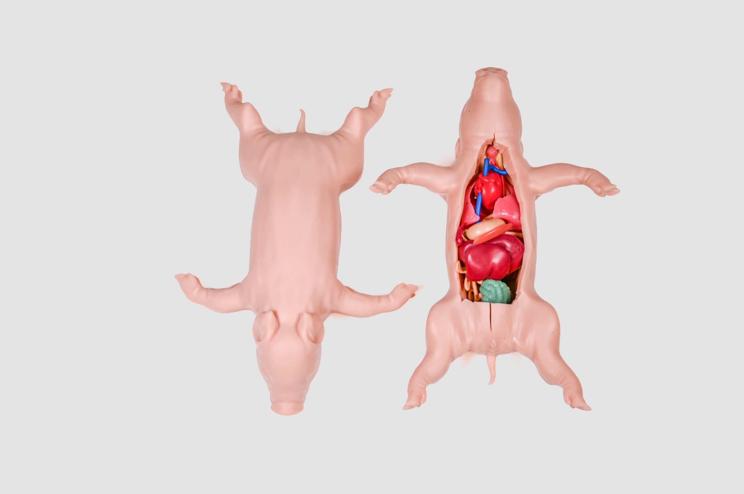 kind piglet product photo