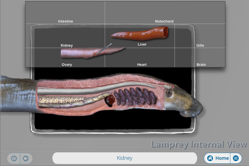 lamprey digital dissection