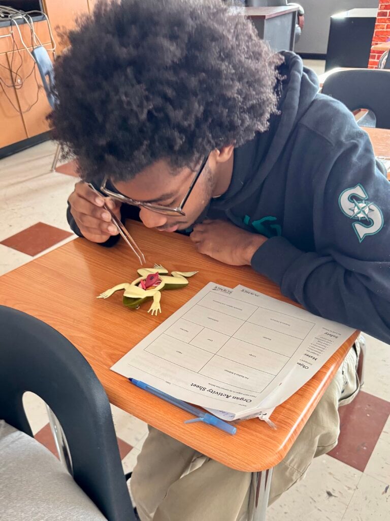 Student closely dissecting Kind Frog