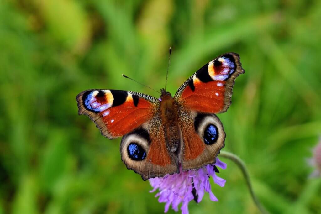 A butterfly sitting on a purple flower