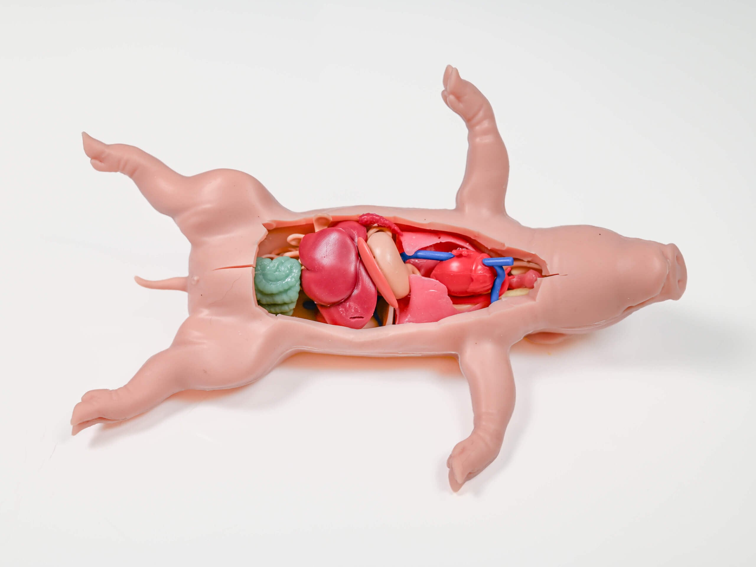 kind piglet product photo